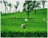 Nuwara Eliya Tea