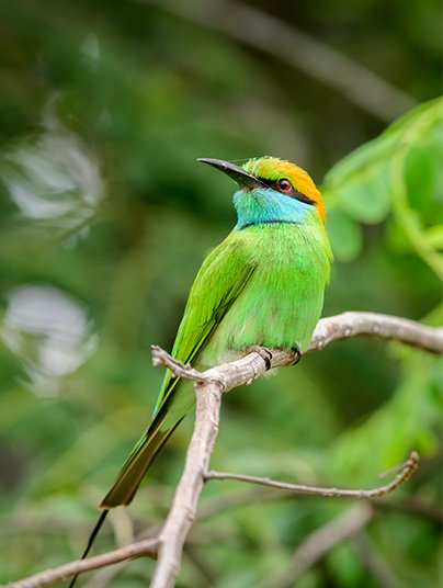 Wildlife Bird Watching Tours