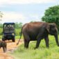 Wildlife Safari 85x85